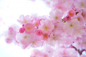 fioritura dei ciliegi in giappone